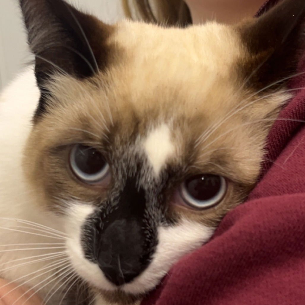 FICUS - Siamese available for adoption