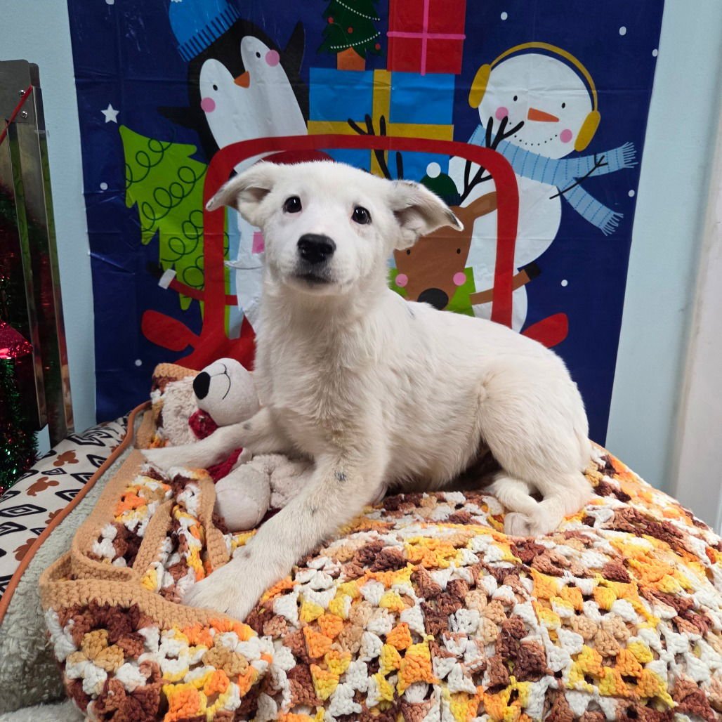 THEODORE - Queensland Heeler available for adoption