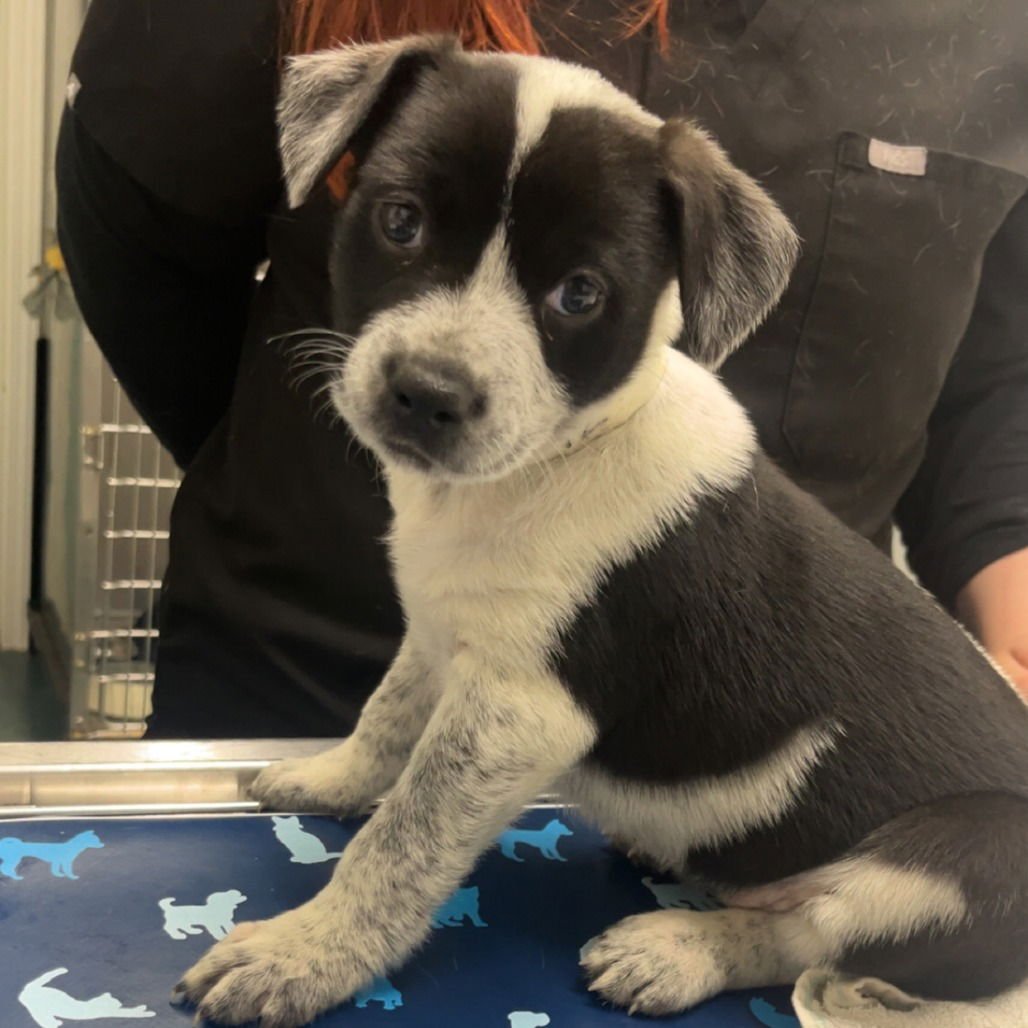 EMPRESS - Cattle Dog available for adoption