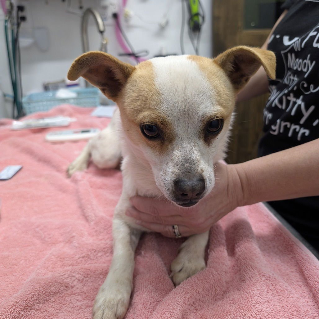 LUKE - Chihuahua available for adoption