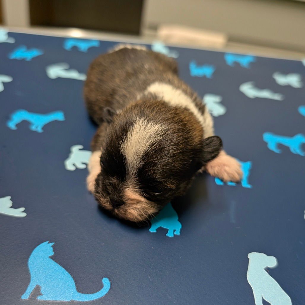 BOWIE - Terrier available for adoption