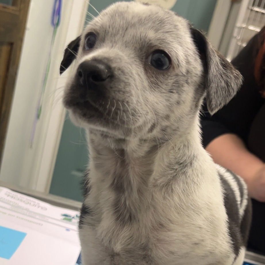 BASTIAN - Cattle Dog available for adoption