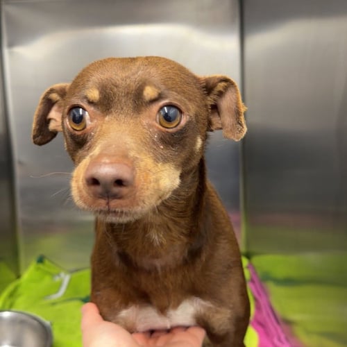 BROWNIE - Chihuahua available for adoption