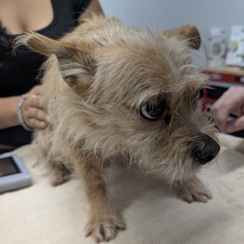 MISTY - Terrier available for adoption