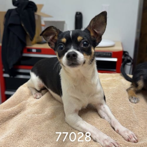 DAHLIA - Chihuahua available for adoption