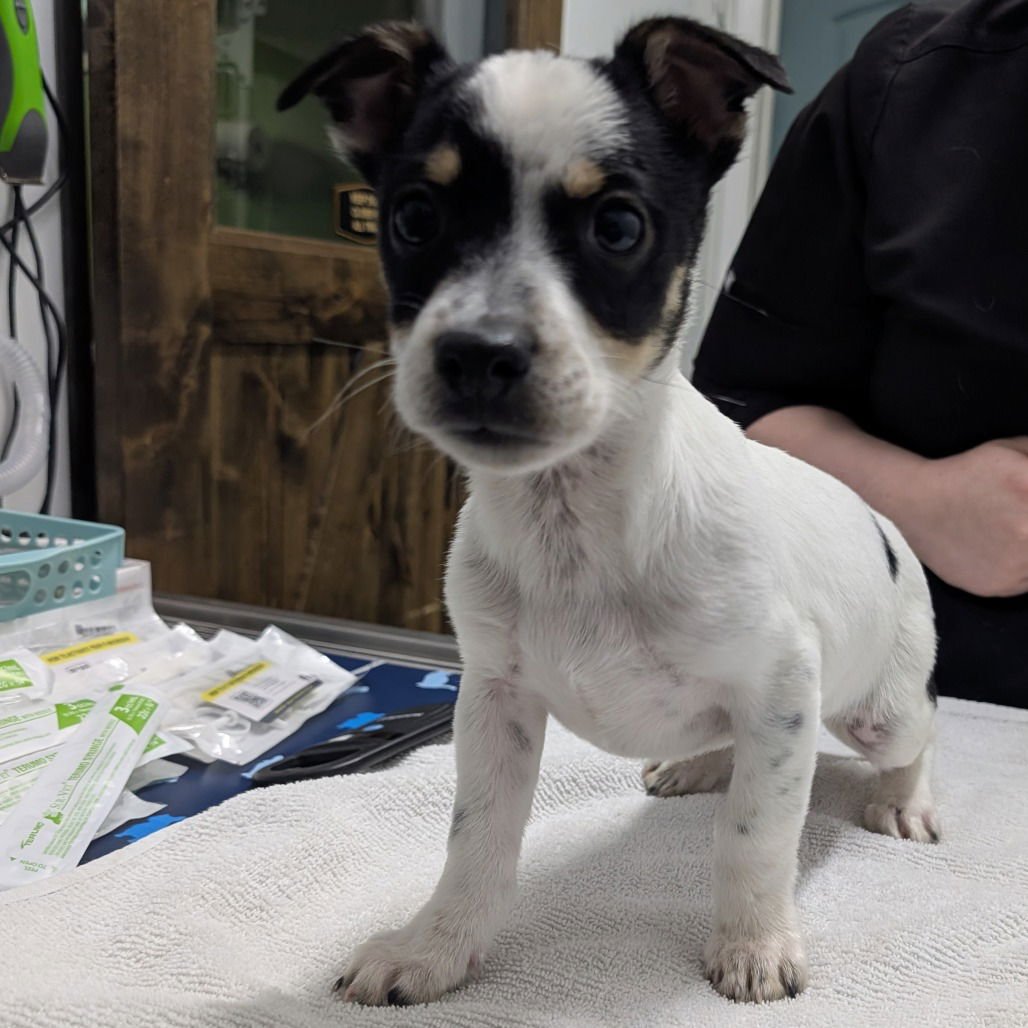 HENRY - Cattle Dog available for adoption