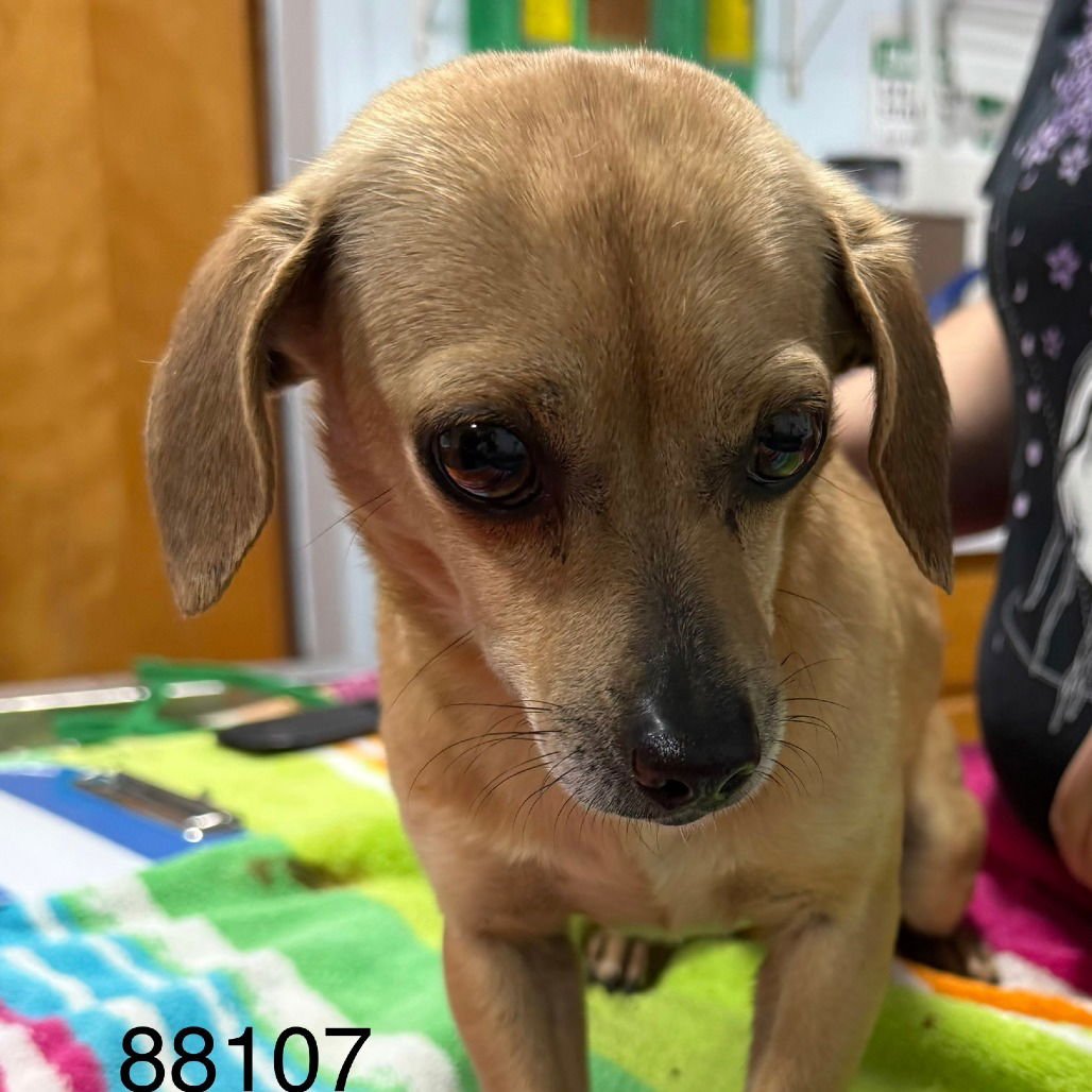 FURBY - Dachshund available for adoption