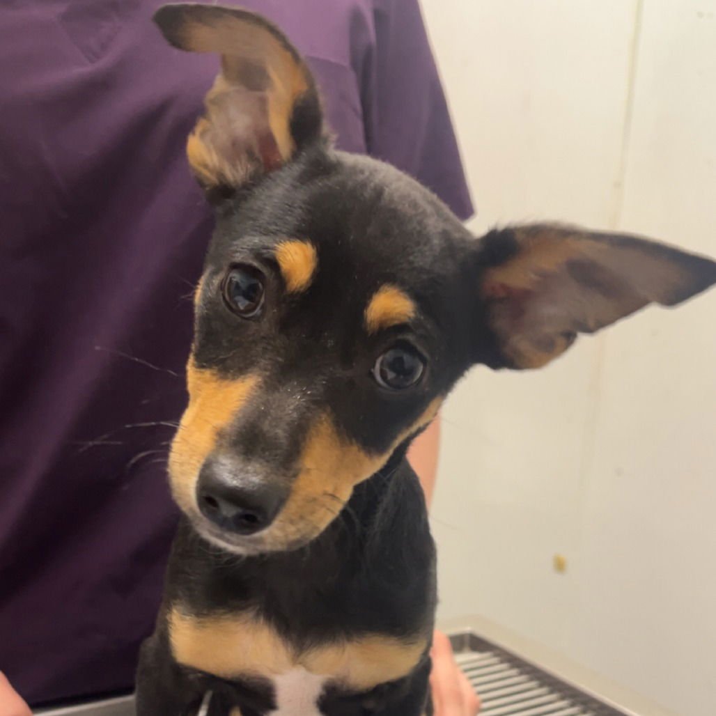 CASPIAN - Chihuahua available for adoption