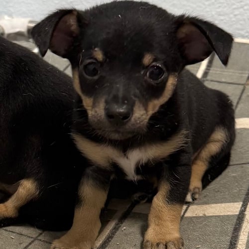 RHETT - Chihuahua / Jack Russell Terrier available for adoption
