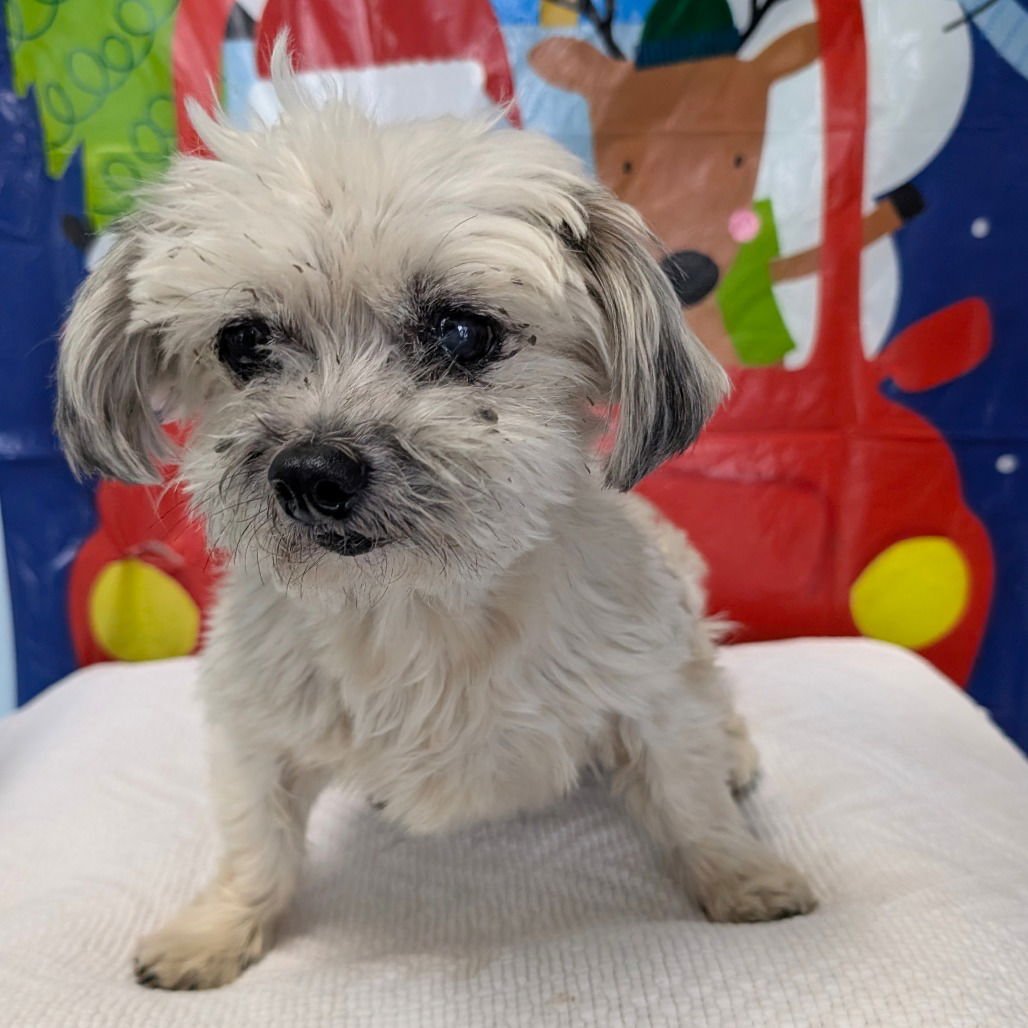 MAGGIE - Shih Tzu / Maltese available for adoption