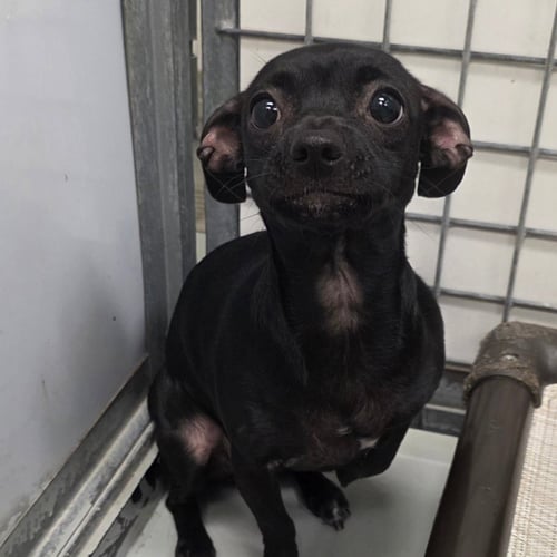 SYLVIE - Chihuahua available for adoption