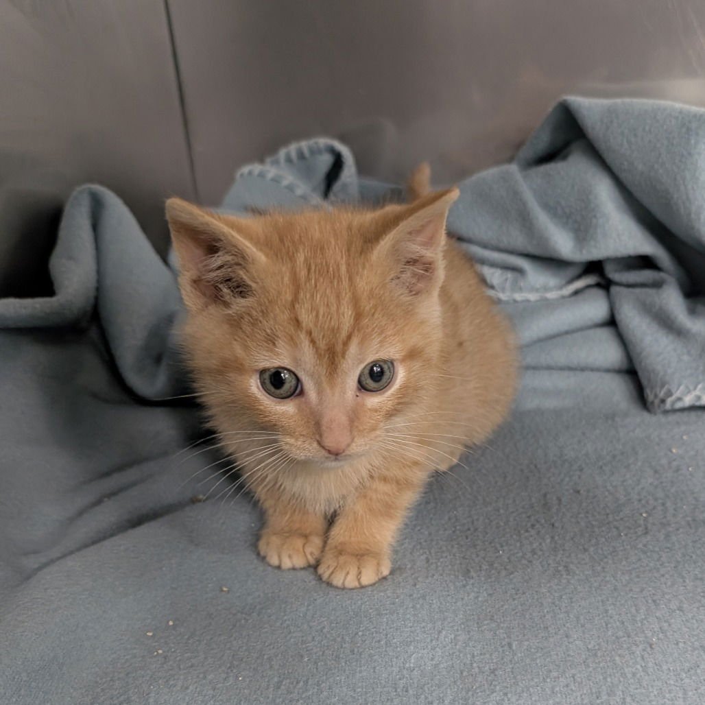 RIOT - Domestic Short Hair available for adoption