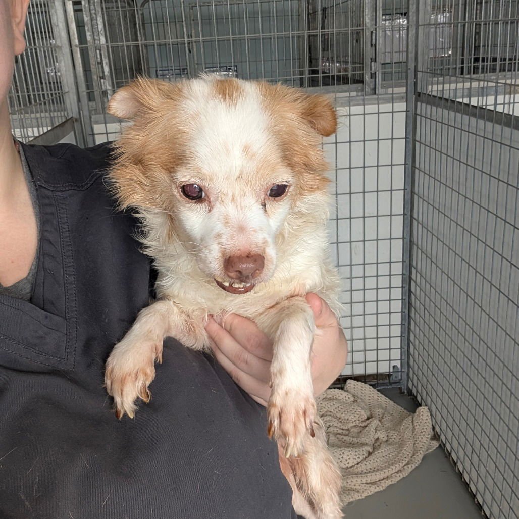 FIDGET - Terrier available for adoption