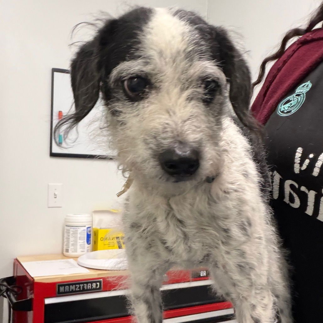 CHICO - Terrier available for adoption