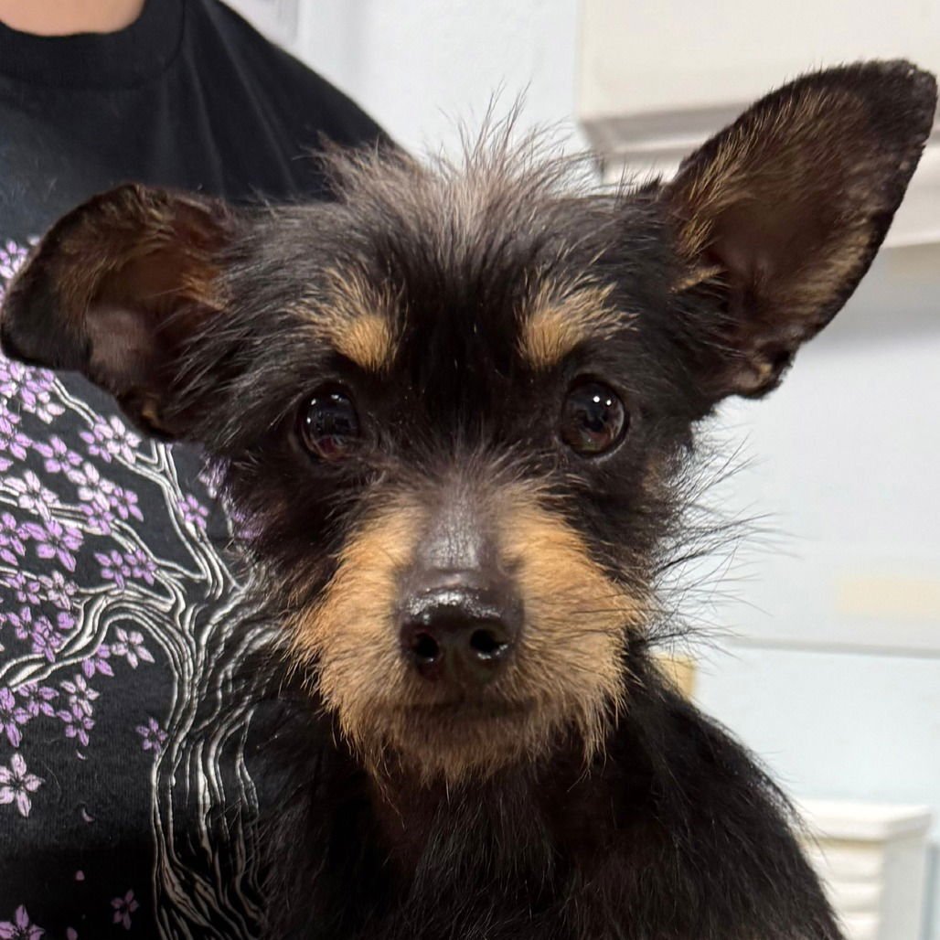 ZEBRA - Chihuahua available for adoption