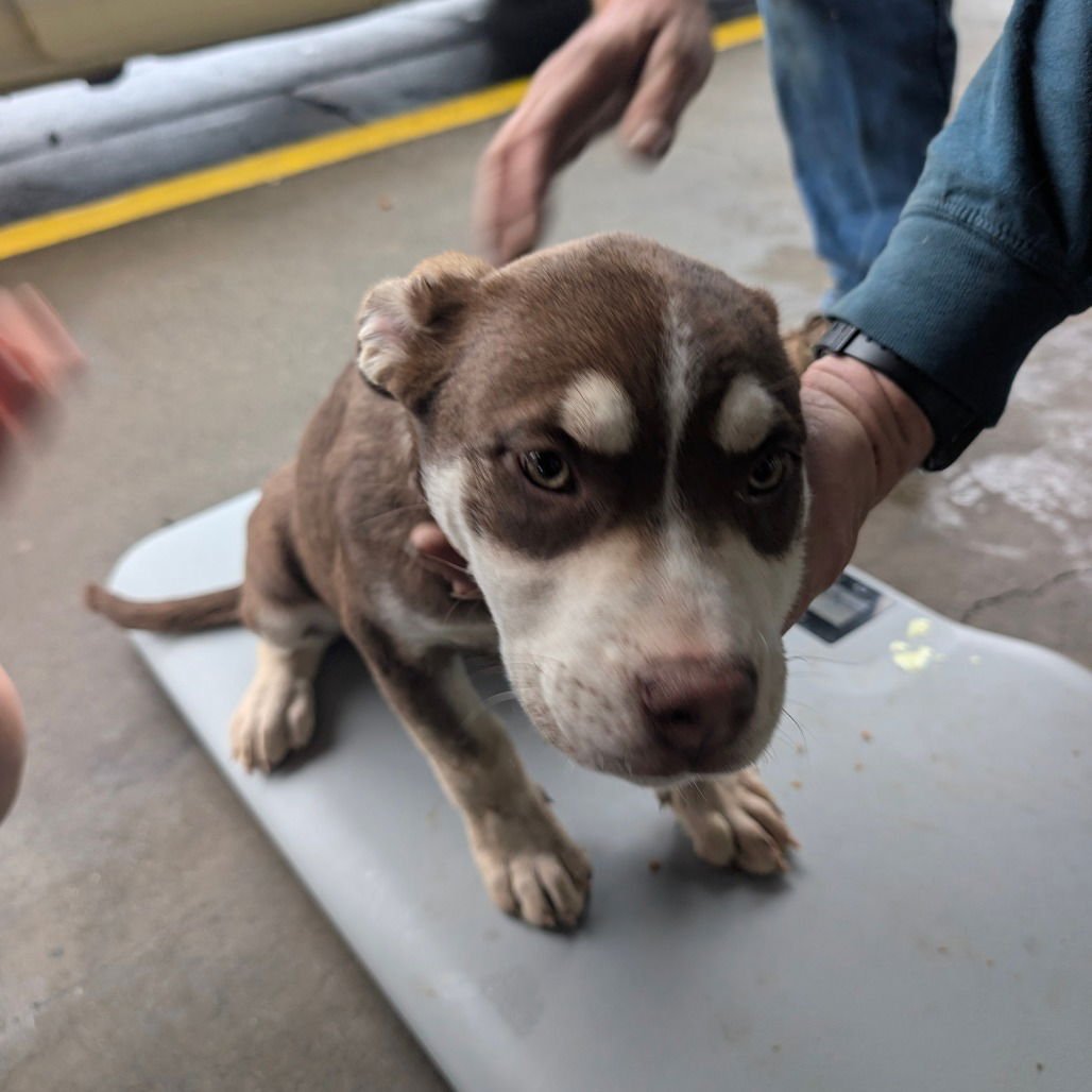 ROGUE - Pit Bull Terrier available for adoption