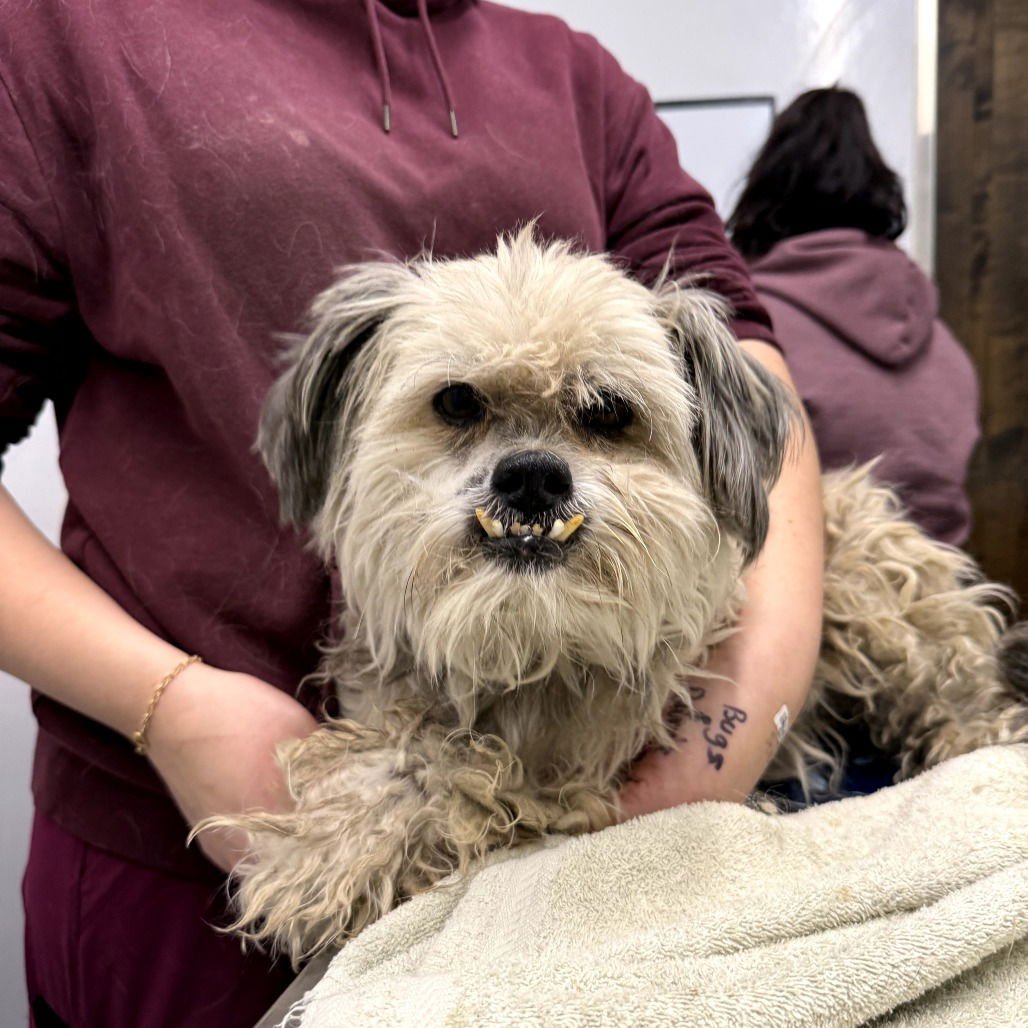 RUFFLES - Lhasa Apso available for adoption