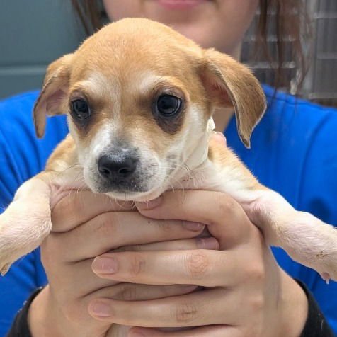 MIMI - Terrier / Chihuahua available for adoption