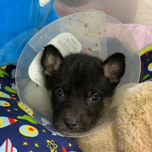 BUGATTI - German Shepherd Dog available for adoption