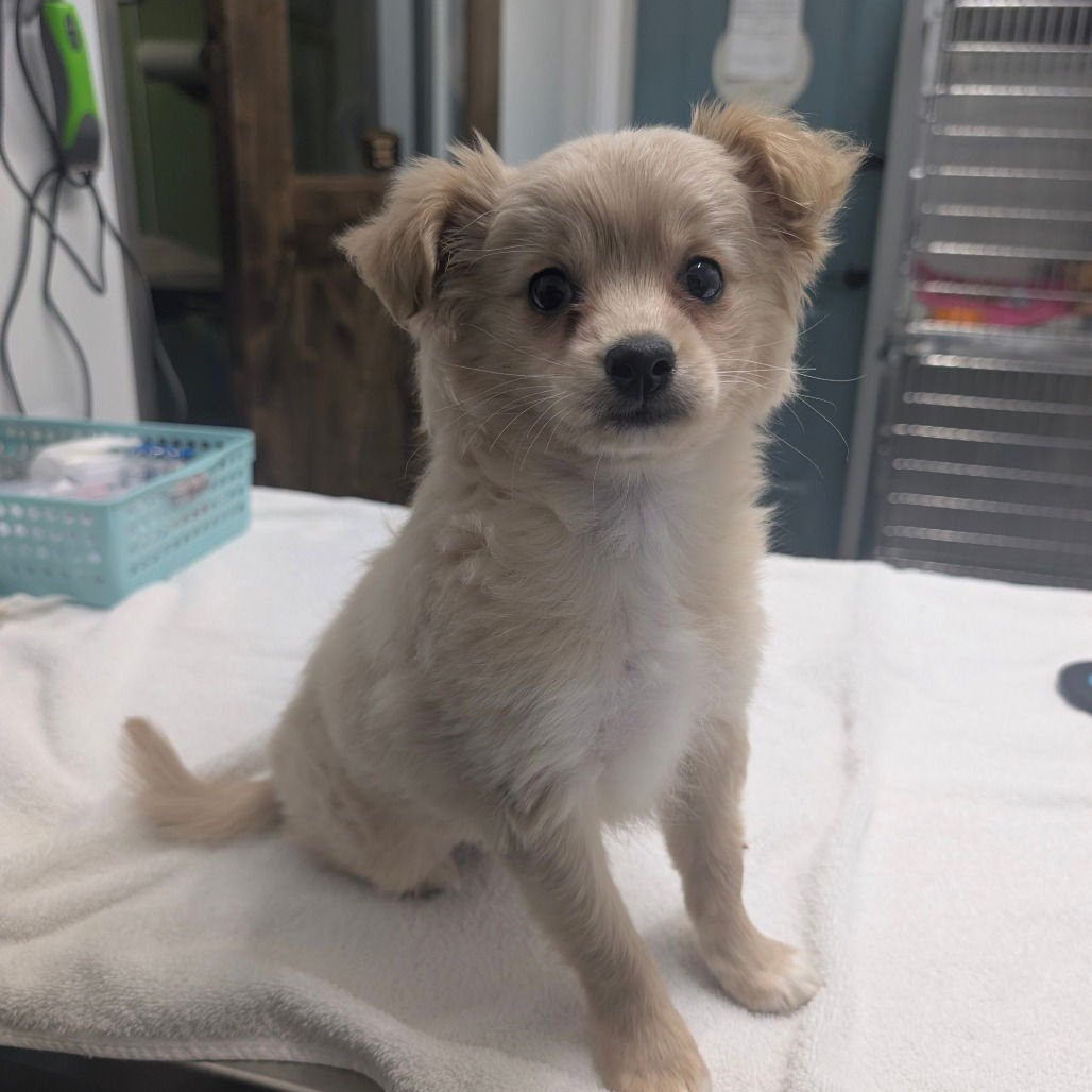 DANNY - Pomeranian available for adoption