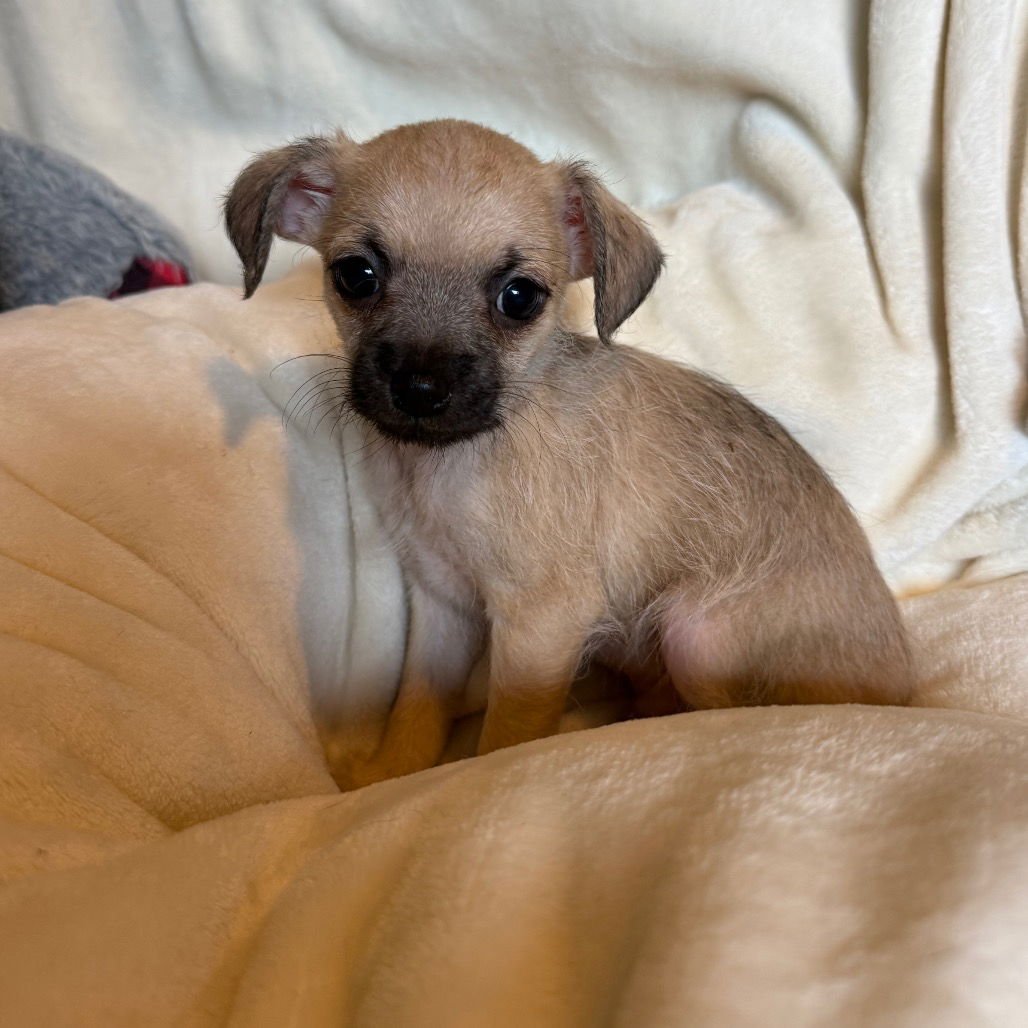 BLITZEN - Terrier / Chihuahua available for adoption