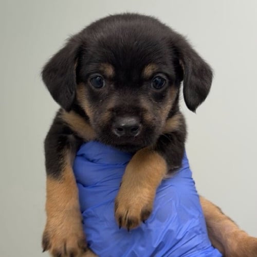 GOODSEBERRY - Miniature Schnauzer / Chihuahua available for adoption