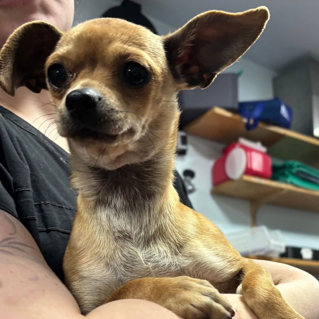 PANINI - Chihuahua available for adoption