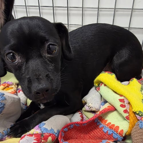 NOVA - Chihuahua available for adoption