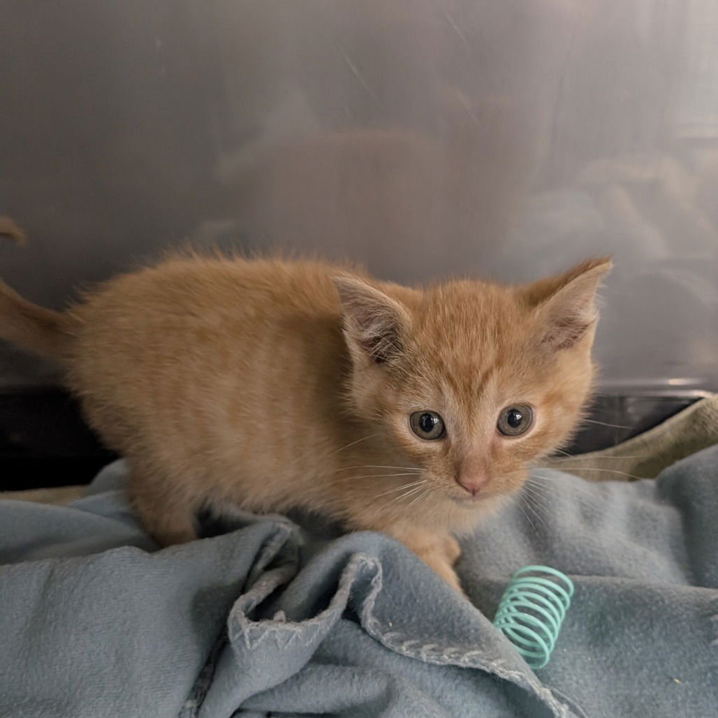 INFERNO - Domestic Short Hair available for adoption