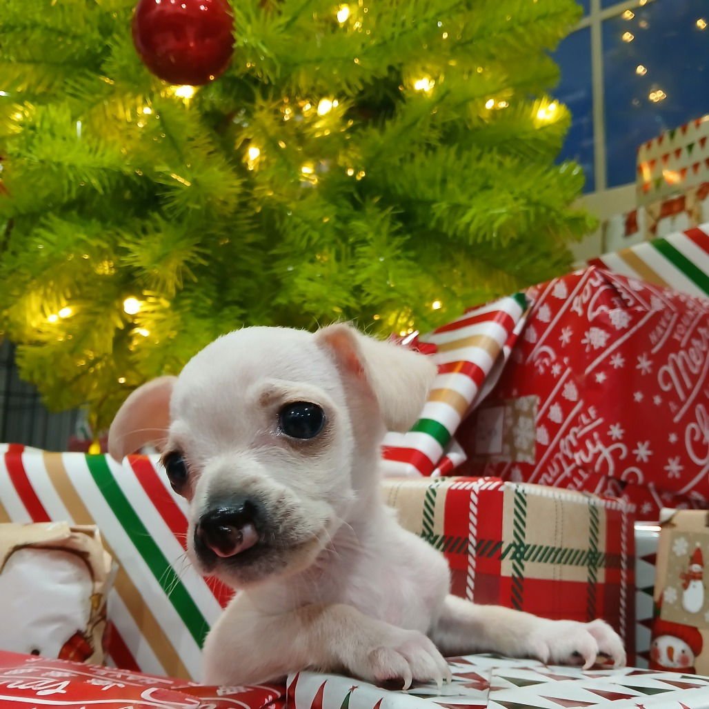 SNUFFLES - Terrier available for adoption