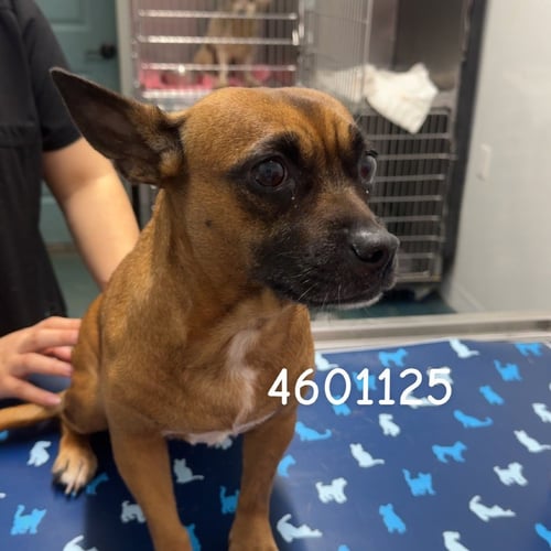 GINA - Chihuahua available for adoption