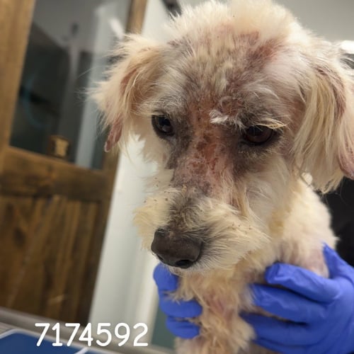 BONGO - Fox Terrier available for adoption
