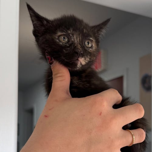 ALEX - Domestic Short Hair available for adoption