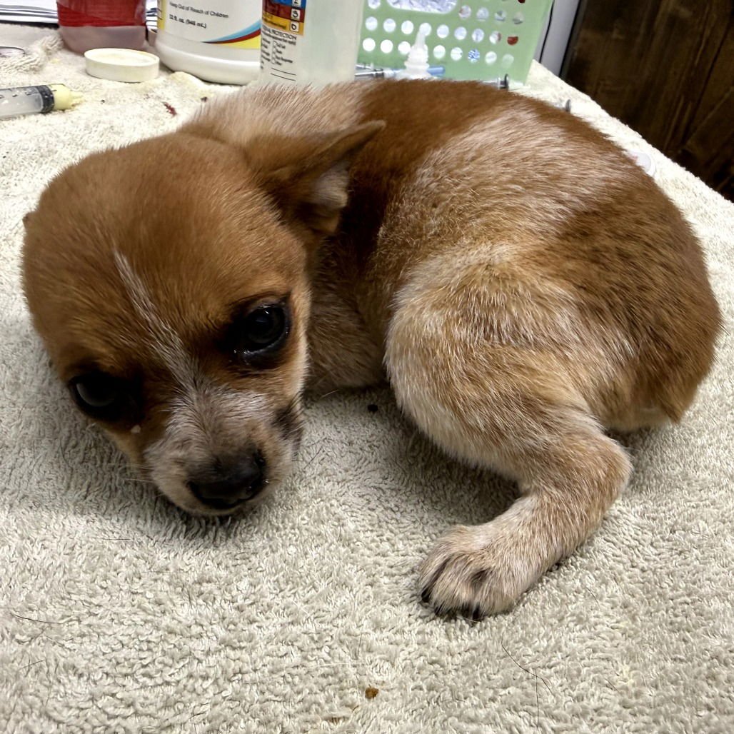 VIXEY - Cattle Dog / Chihuahua available for adoption