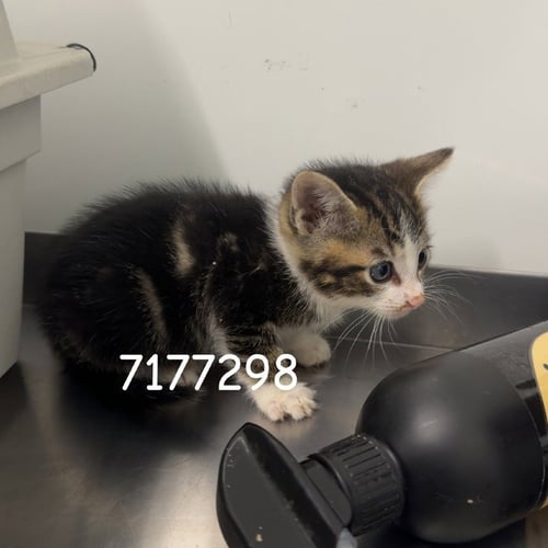 RIDDICK - Domestic Short Hair available for adoption