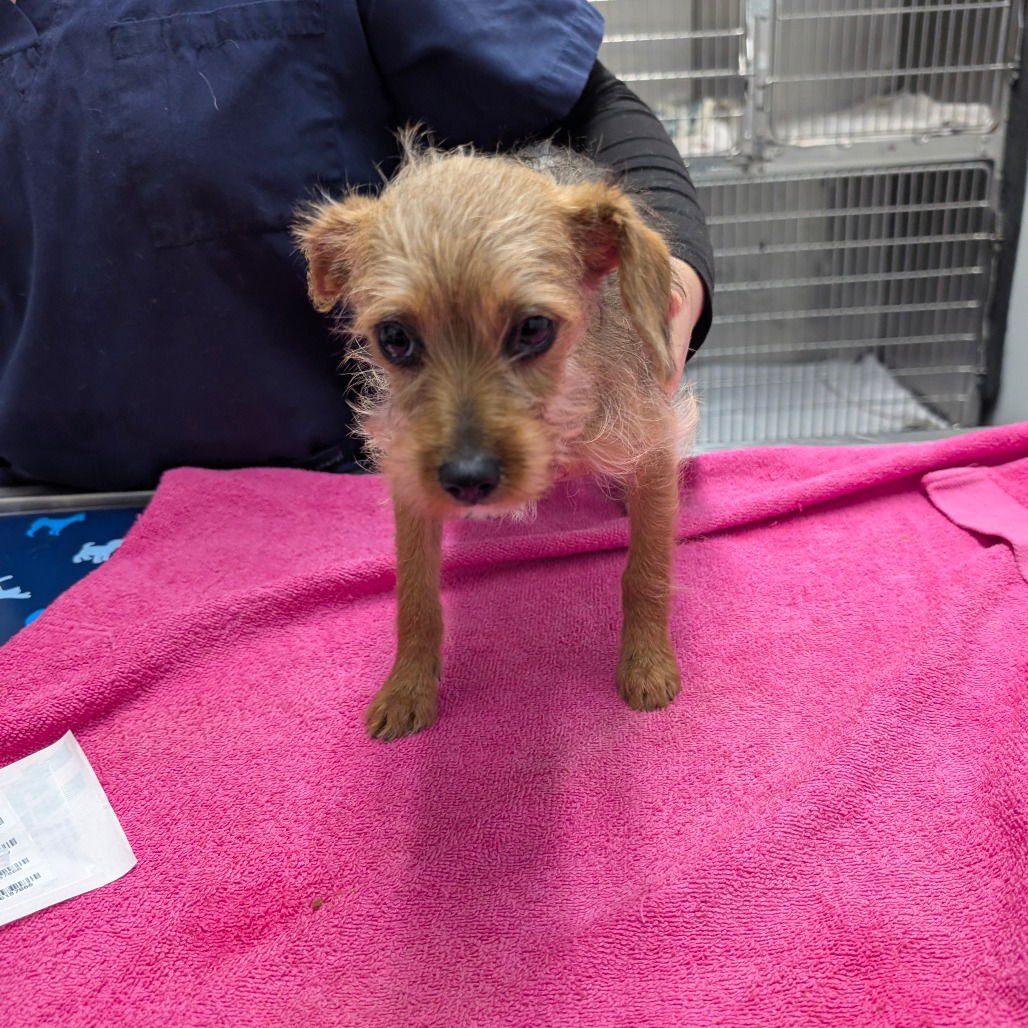 MARIBEL - Norfolk Terrier available for adoption