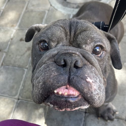 BORRIS - English Bulldog available for adoption