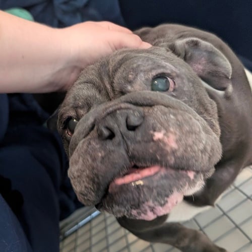 BORRIS - English Bulldog available for adoption