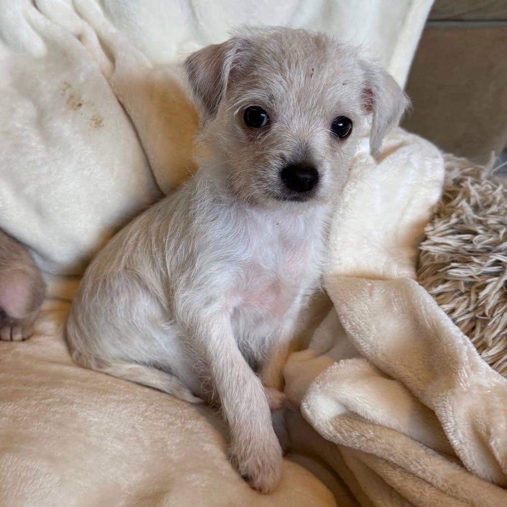 COMET - Terrier / Chihuahua available for adoption