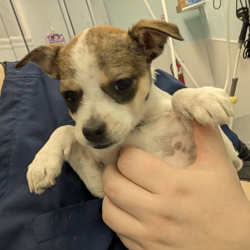 CARLEY - Cattle Dog available for adoption