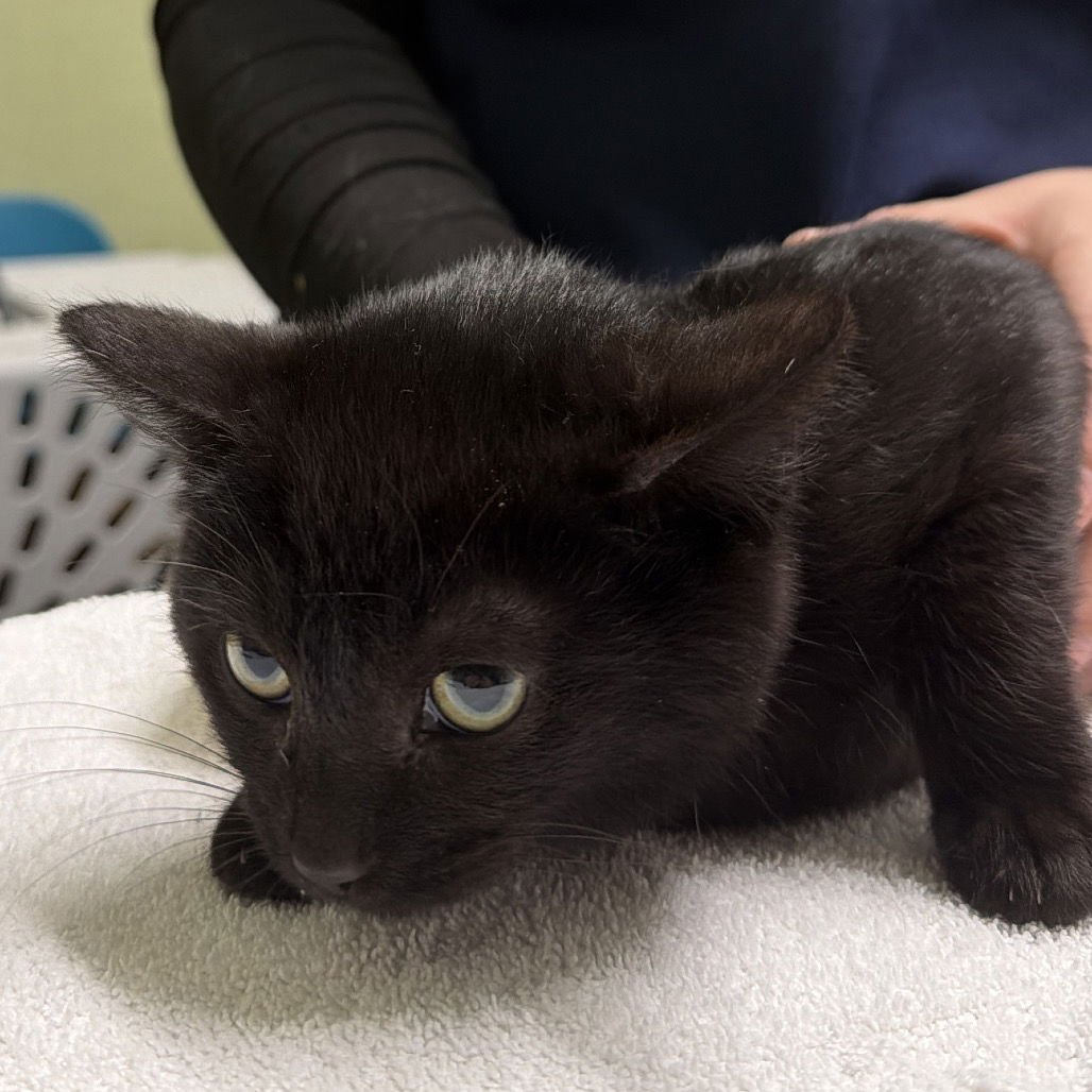 LUCIUS - Domestic Short Hair available for adoption