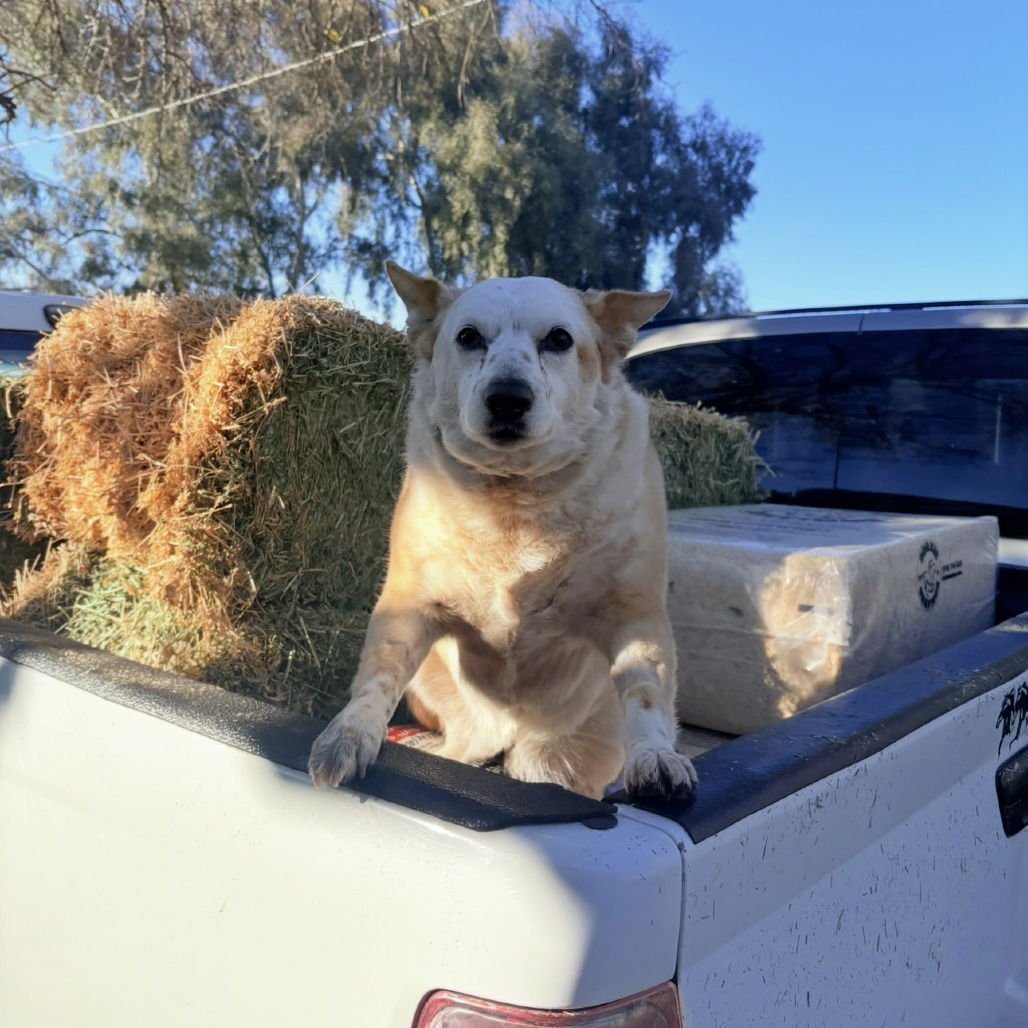 NORMA JEAN - Cattle Dog / Chihuahua available for adoption