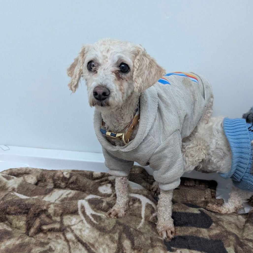 STELLA - Poodle (Miniature) available for adoption