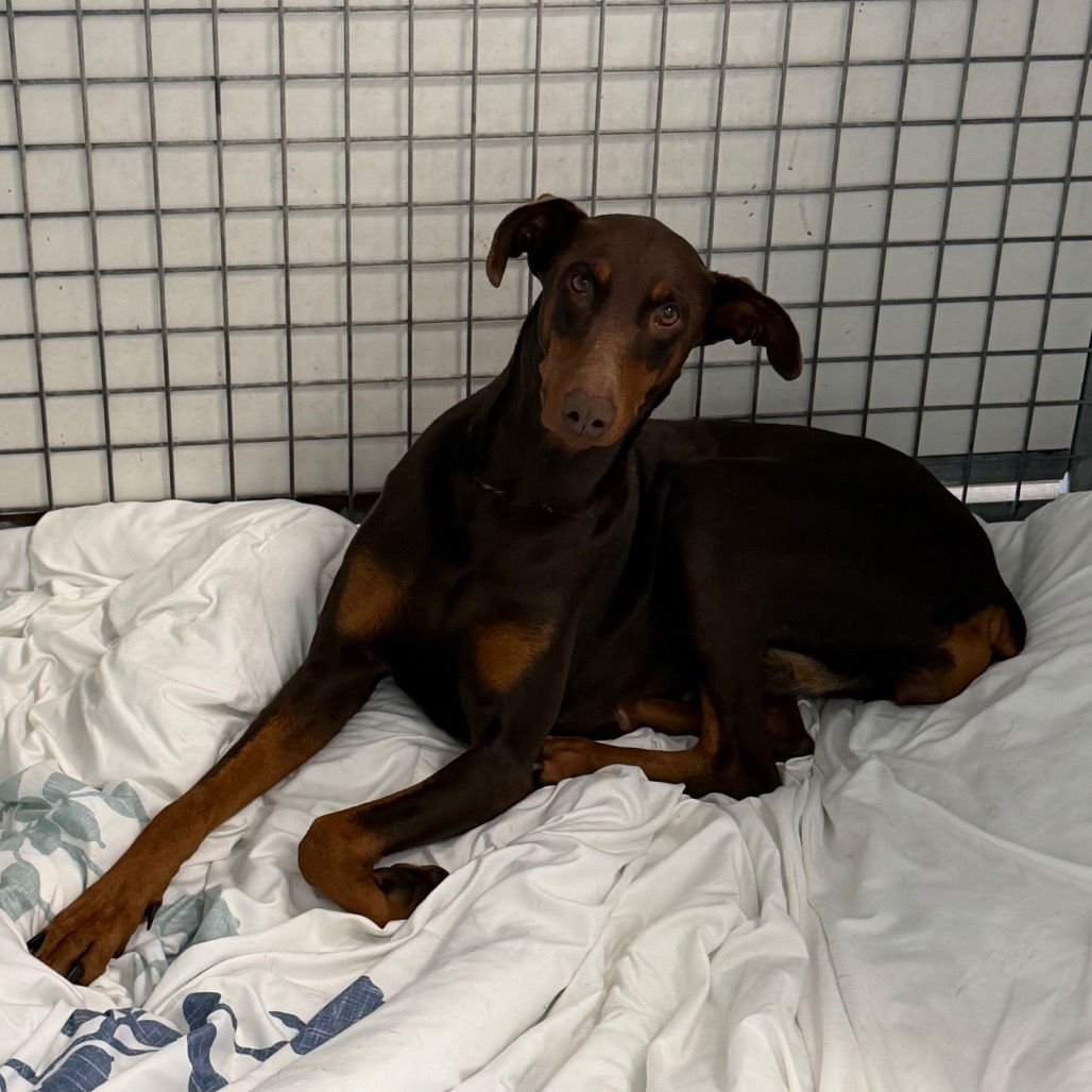 HAZEL - Doberman Pinscher available for adoption