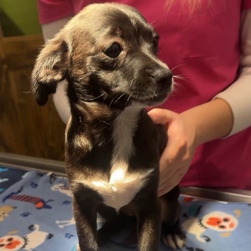 RAIN - Australian Cattle Dog/Blue Heeler available for adoption