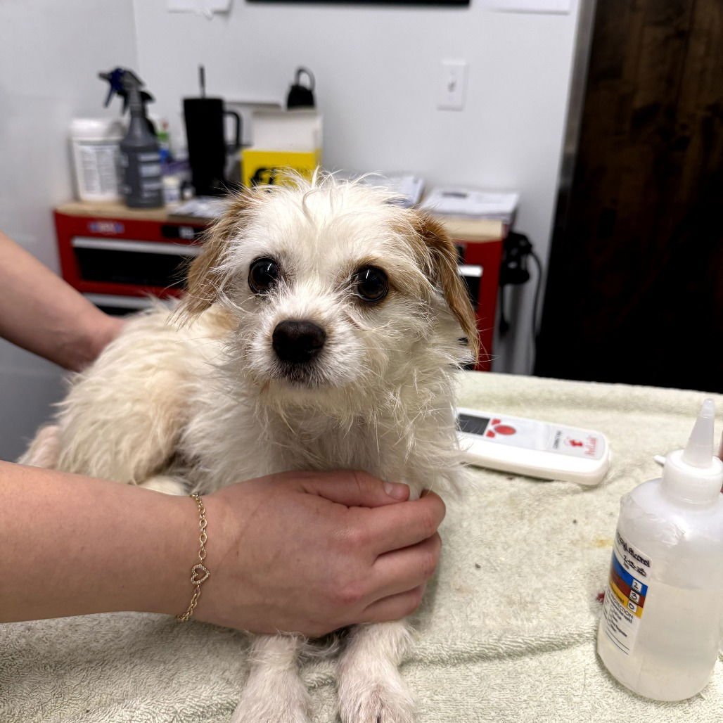 DOTTY LOU - Terrier available for adoption