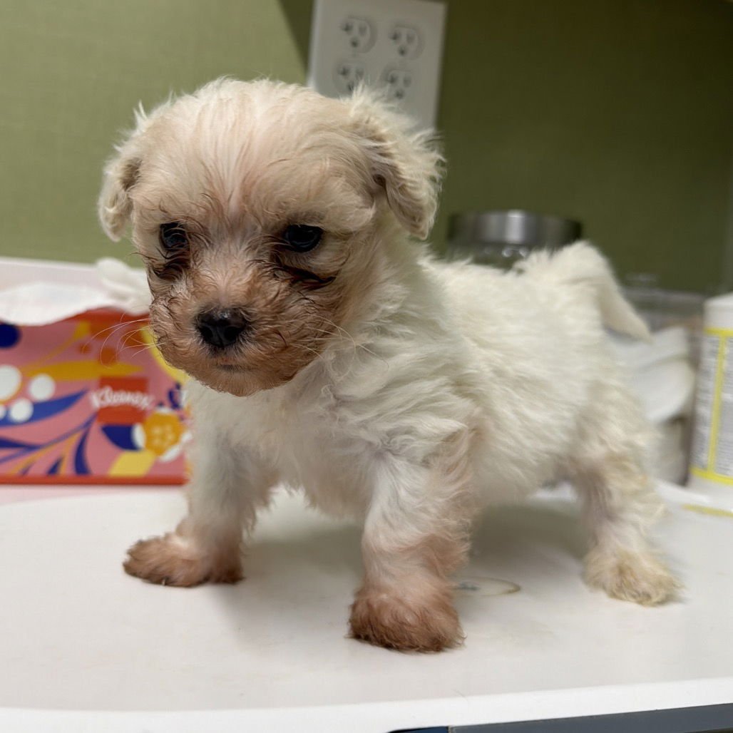 HAMMISH - Poodle (Miniature) available for adoption