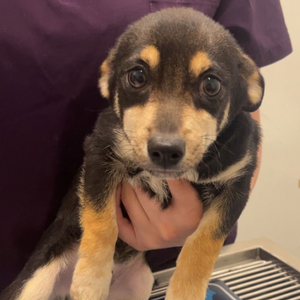 FELIX - Chihuahua available for adoption