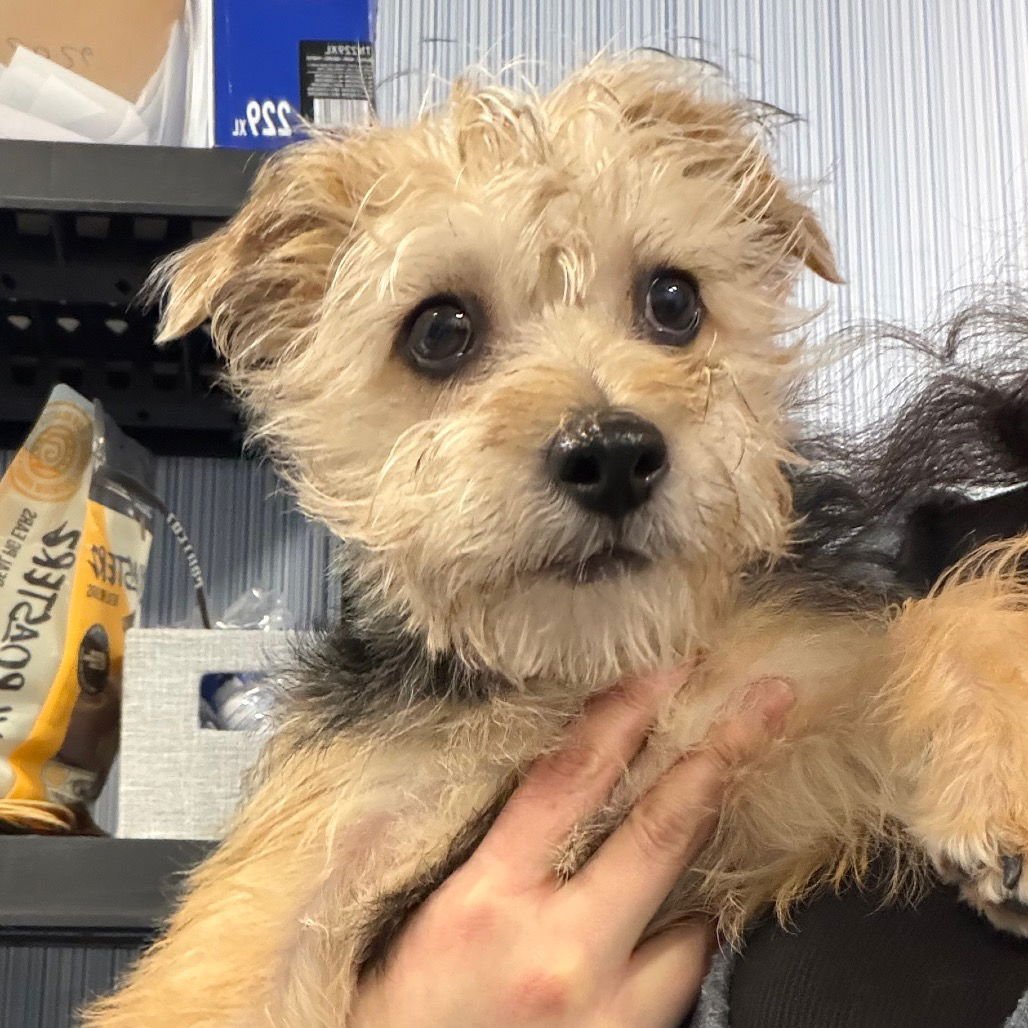 STU WHO - Yorkshire Terrier Yorkie available for adoption