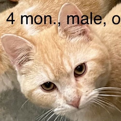 DORITO - Domestic Short Hair available for adoption